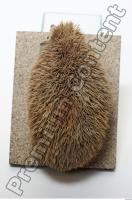 Hedgehog - Erinaceus europaeus 0010
